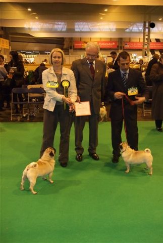 crufts_2008_1