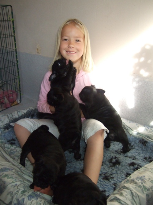 Sofia_hundar